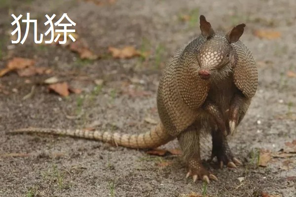 九带犰狳的简介，具有昼伏夜出的习性
