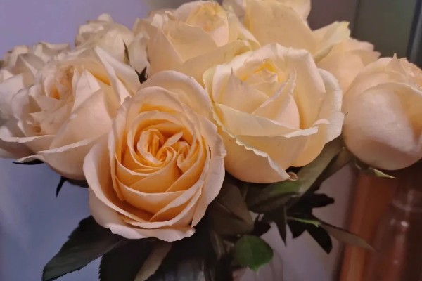 香槟玫瑰的含义，代表纯洁自然、友情友谊等意思