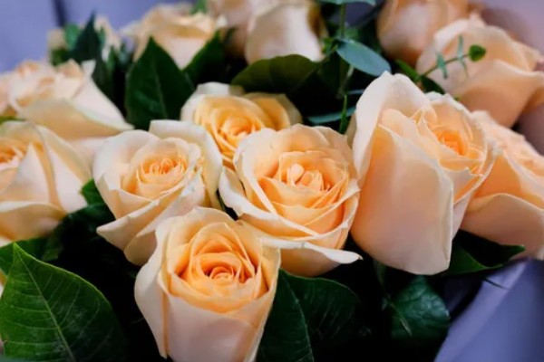 香槟玫瑰的含义，代表纯洁自然、友情友谊等意思