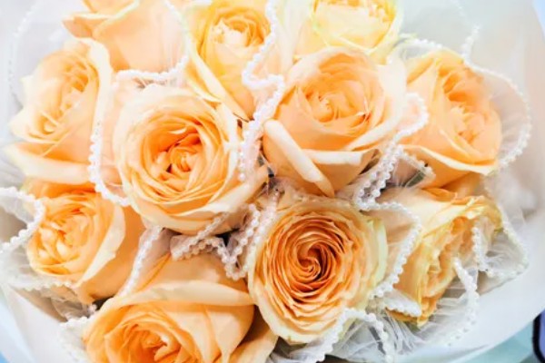 香槟玫瑰的含义，代表纯洁自然、友情友谊等意思