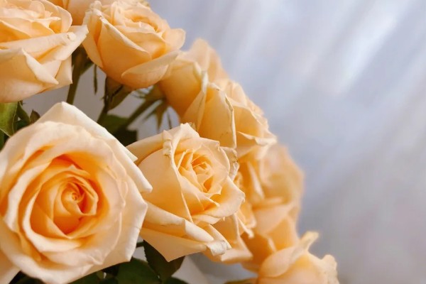 香槟玫瑰的含义，代表纯洁自然、友情友谊等意思