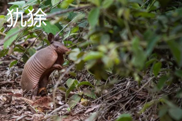 九带犰狳的简介，具有昼伏夜出的习性
