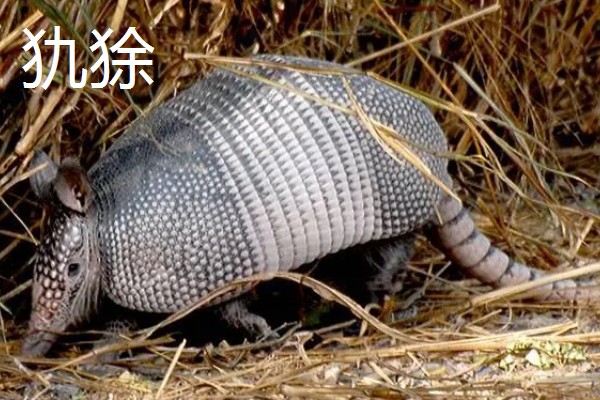 九带犰狳的简介，具有昼伏夜出的习性