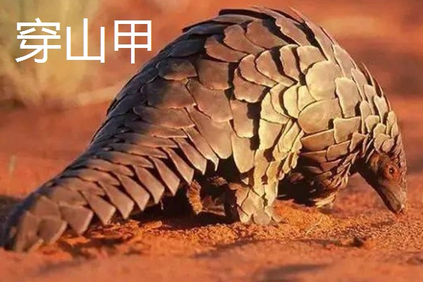 九带犰狳的简介，具有昼伏夜出的习性