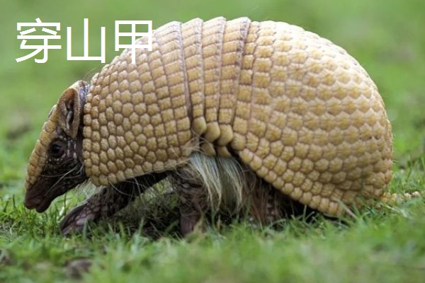 九带犰狳的简介，具有昼伏夜出的习性