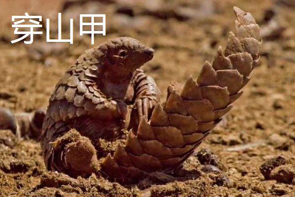 九带犰狳的简介，具有昼伏夜出的习性