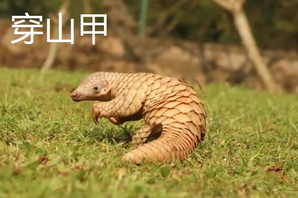 九带犰狳的简介，具有昼伏夜出的习性