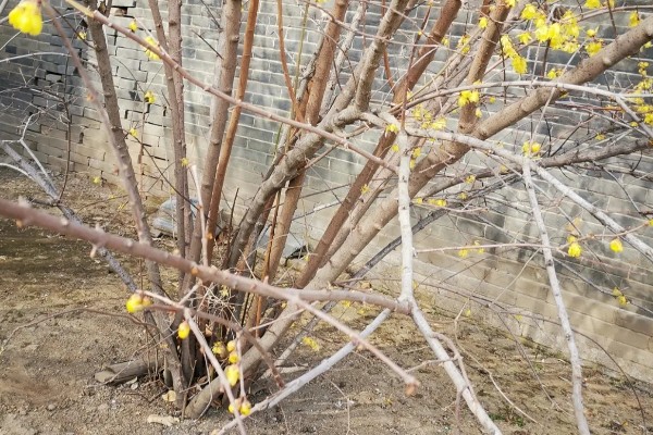 蜡梅怎么繁殖，可分株繁殖、播种繁殖或嫁接繁殖