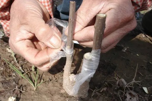 蜡梅怎么繁殖，可分株繁殖、播种繁殖或嫁接繁殖