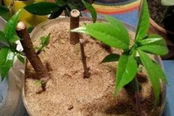 蜡梅怎么繁殖，可分株繁殖、播种繁殖或嫁接繁殖