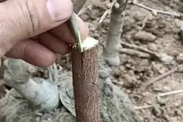 蜡梅怎么繁殖，可分株繁殖、播种繁殖或嫁接繁殖