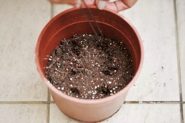 蜡梅怎么繁殖，可分株繁殖、播种繁殖或嫁接繁殖