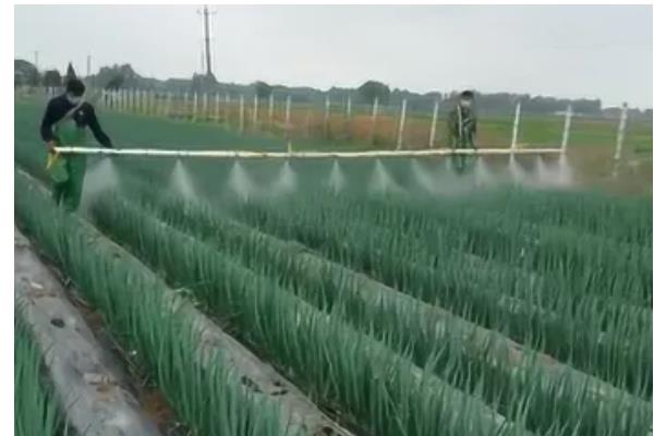 刚栽的葱要浇水吗,是需要浇水的