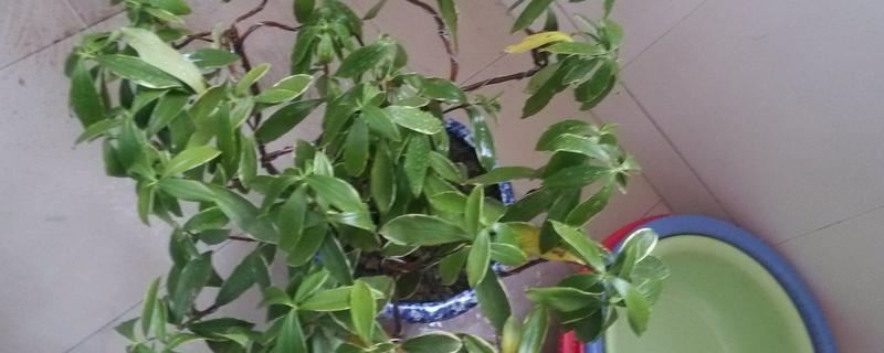 瑞香叶子枯萎了怎么办，需要控制浇水的量