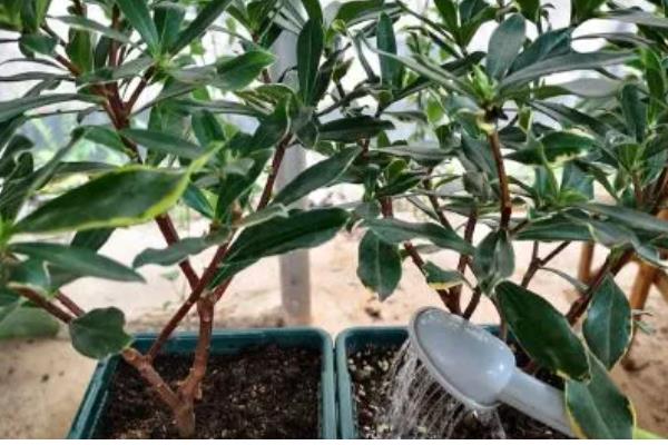 瑞香叶子枯萎了怎么办，需要控制浇水的量