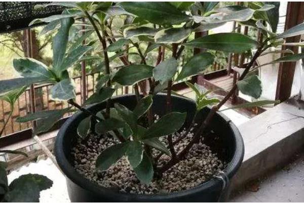 瑞香叶子枯萎了怎么办，需要控制浇水的量