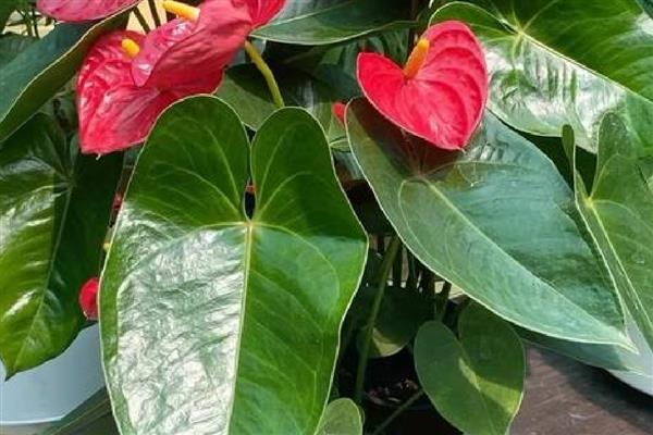 火鹤花怎么养殖,每隔1个月追肥一次