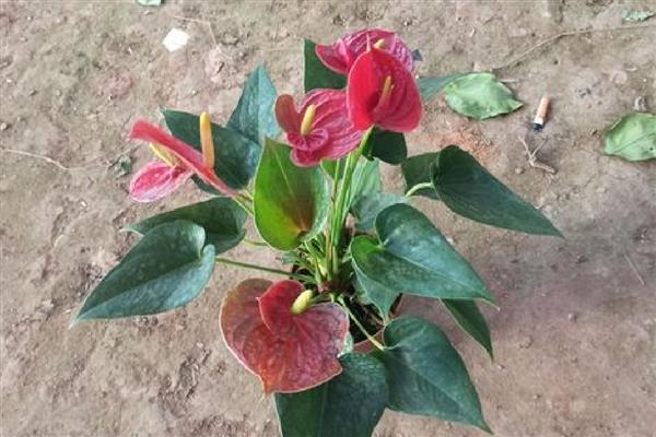 火鹤花怎么养殖,每隔1个月追肥一次