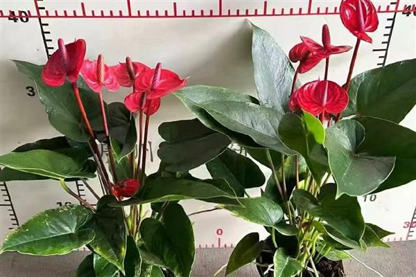 火鹤花怎么养殖,每隔1个月追肥一次