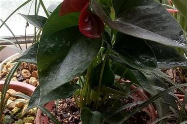 火鹤花怎么养殖,每隔1个月追肥一次