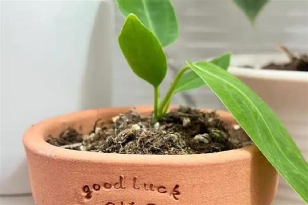 火鹤花怎么养殖,每隔1个月追肥一次