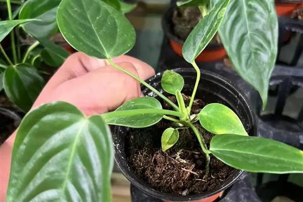火鹤花怎么养殖,每隔1个月追肥一次