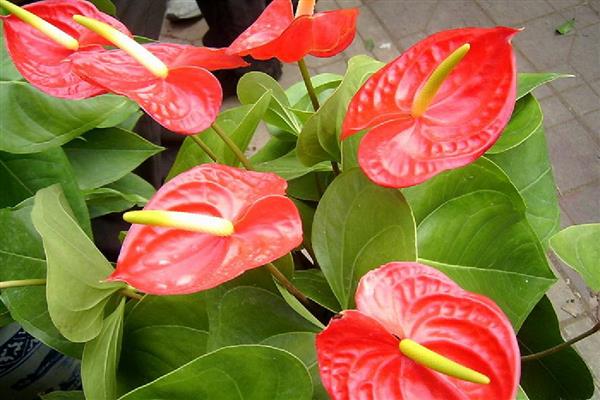 火鹤花怎么养殖,每隔1个月追肥一次