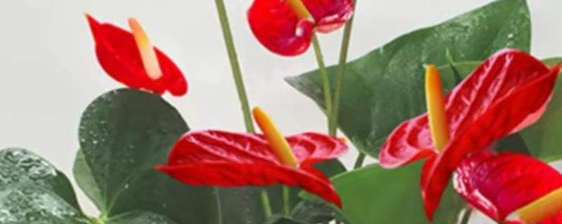 火鹤花怎么养殖，每隔1个月追肥一次