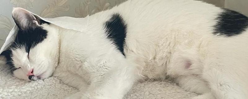 猫咪腹胀的原因，可能是饮食不当所致