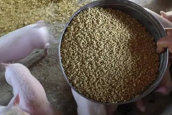 中猪的饲料配方，有贝壳粉、食盐等