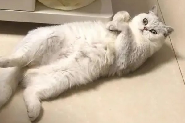 猫咪腹胀的原因，可能是饮食不当所致