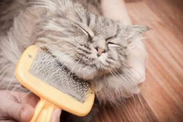 猫咪腹胀的原因，可能是饮食不当所致