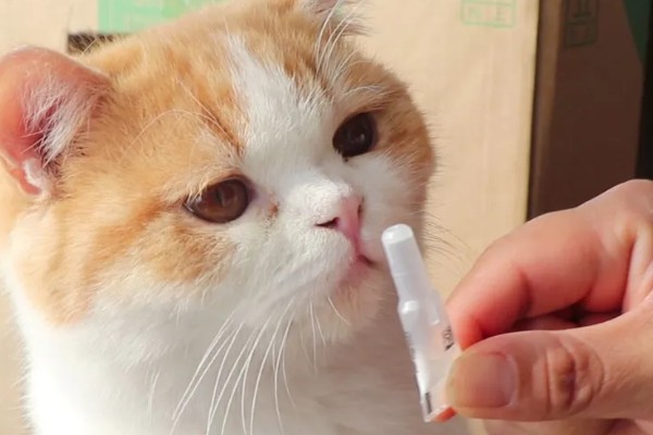 猫咪腹胀的原因，可能是饮食不当所致