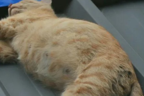 猫咪腹胀的原因，可能是饮食不当所致