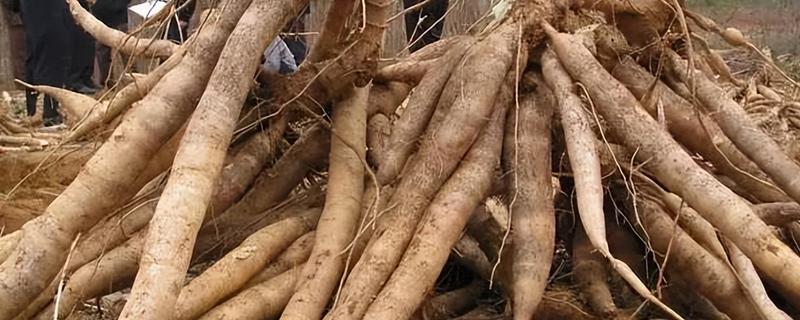 木薯有什么作用，具有食用、饲用、工业开发价值