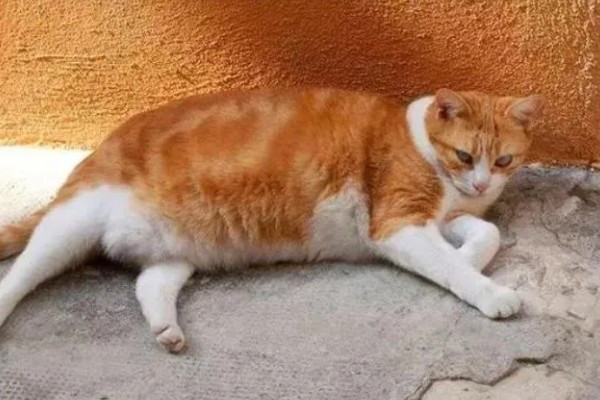 猫咪腹胀的原因，可能是饮食不当所致