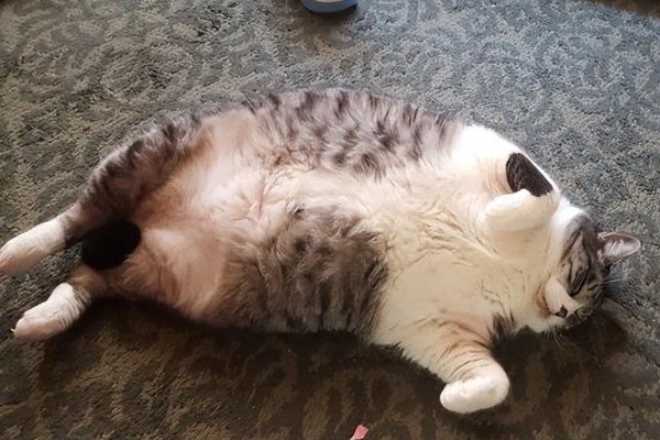 猫咪腹胀的原因，可能是饮食不当所致