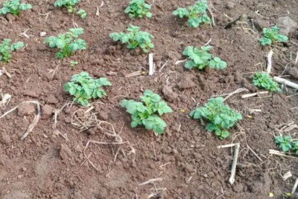 土豆出苗后过多长时间施肥,经过半个月就可以追施氮肥