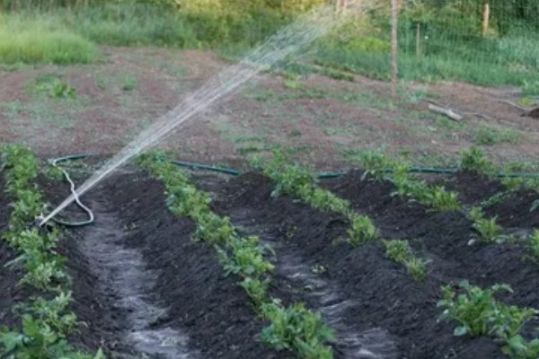 土豆出苗后过多长时间施肥,经过半个月就可以追施氮肥