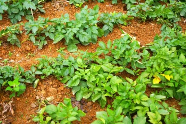 土豆出苗后过多长时间施肥,经过半个月就可以追施氮肥