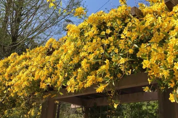 法国香水藤茉莉一年开多少次花，一年开1-2次花