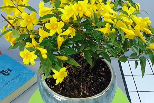 法国香水藤茉莉一年开多少次花，一年开1-2次花