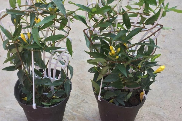 法国香水藤茉莉一年开多少次花，一年开1-2次花