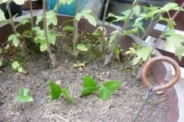 法国香水藤茉莉一年开多少次花，一年开1-2次花