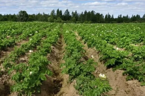 土豆出苗后过多长时间施肥,经过半个月就可以追施氮肥