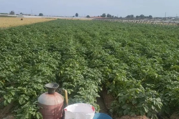 土豆出苗后过多长时间施肥,经过半个月就可以追施氮肥