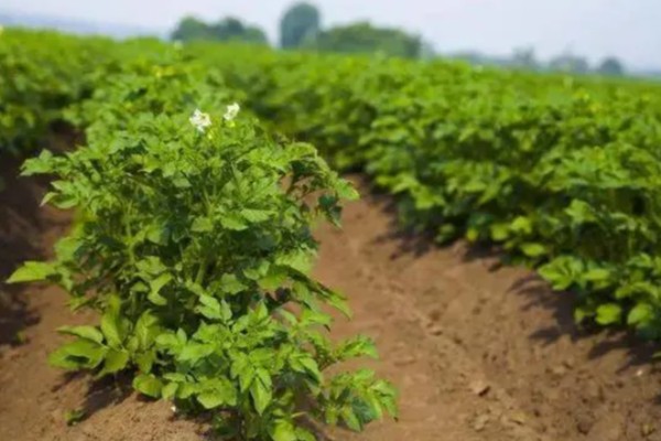 土豆出苗后过多长时间施肥,经过半个月就可以追施氮肥