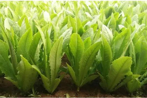 油麦菜如何选种，推荐四季香妃、四季油麦菜等