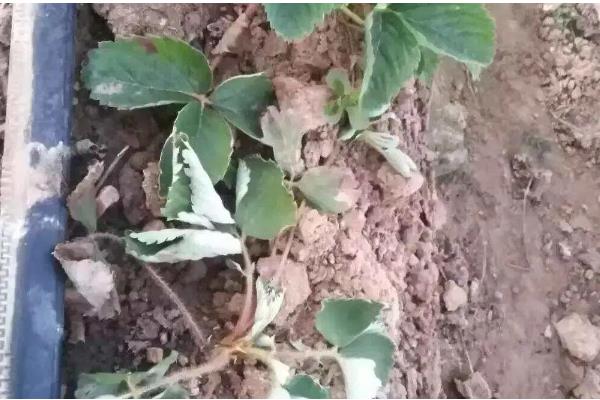 草莓灌根的方法，可选择在移栽10天后进行