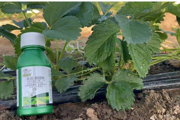 草莓灌根的方法，可选择在移栽10天后进行